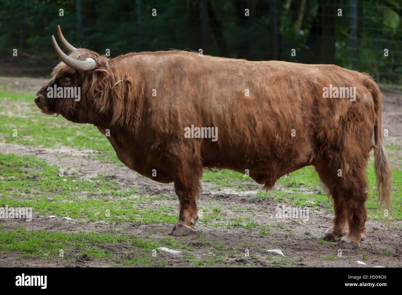 Highland scozzesi bovini (Bos primigenius taurus) presso lo Zoo di Norimberga a Norimberga, Baviera, Germania. Foto Stock