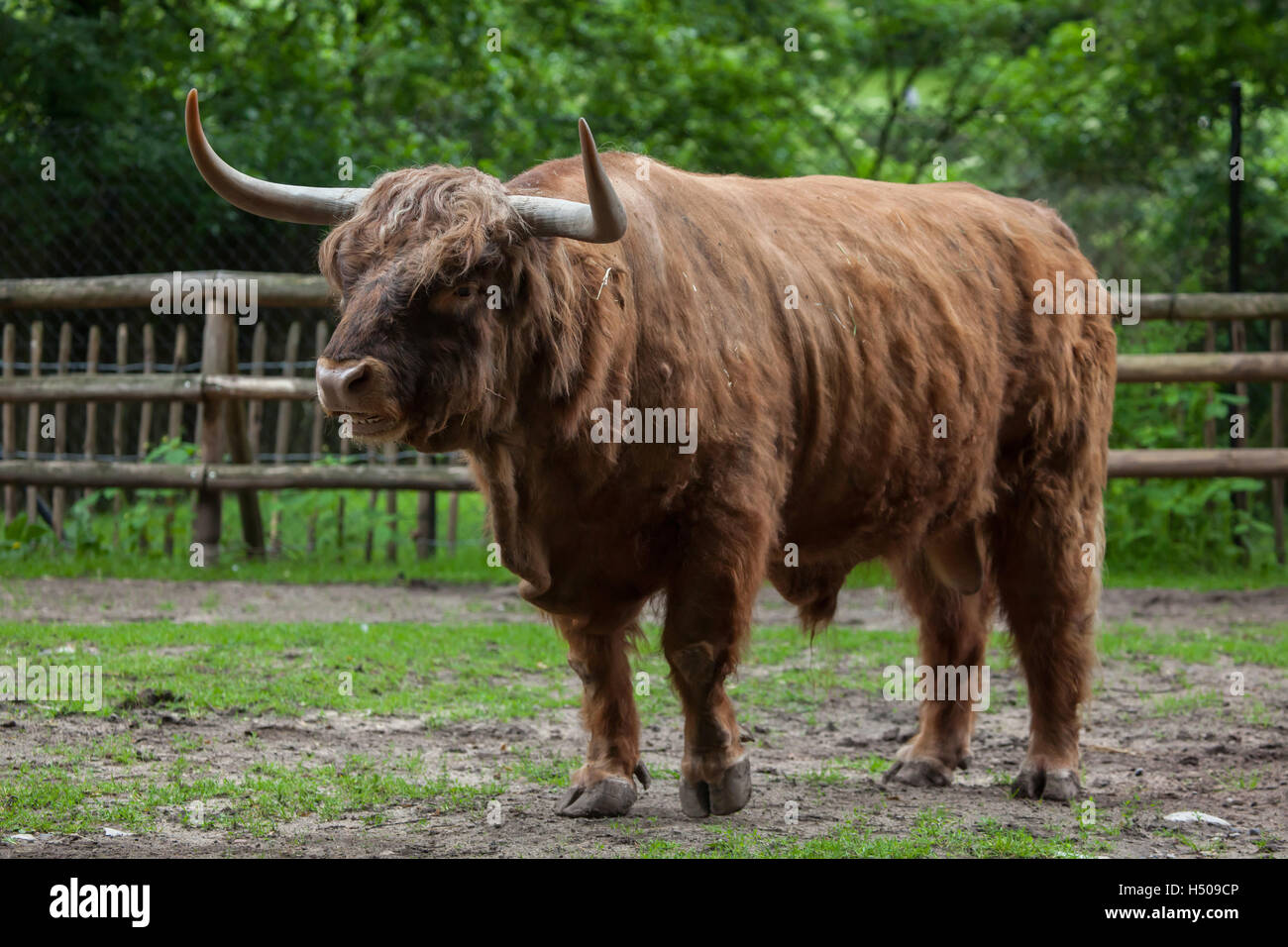 Highland scozzesi bovini (Bos primigenius taurus) presso lo Zoo di Norimberga a Norimberga, Baviera, Germania. Foto Stock