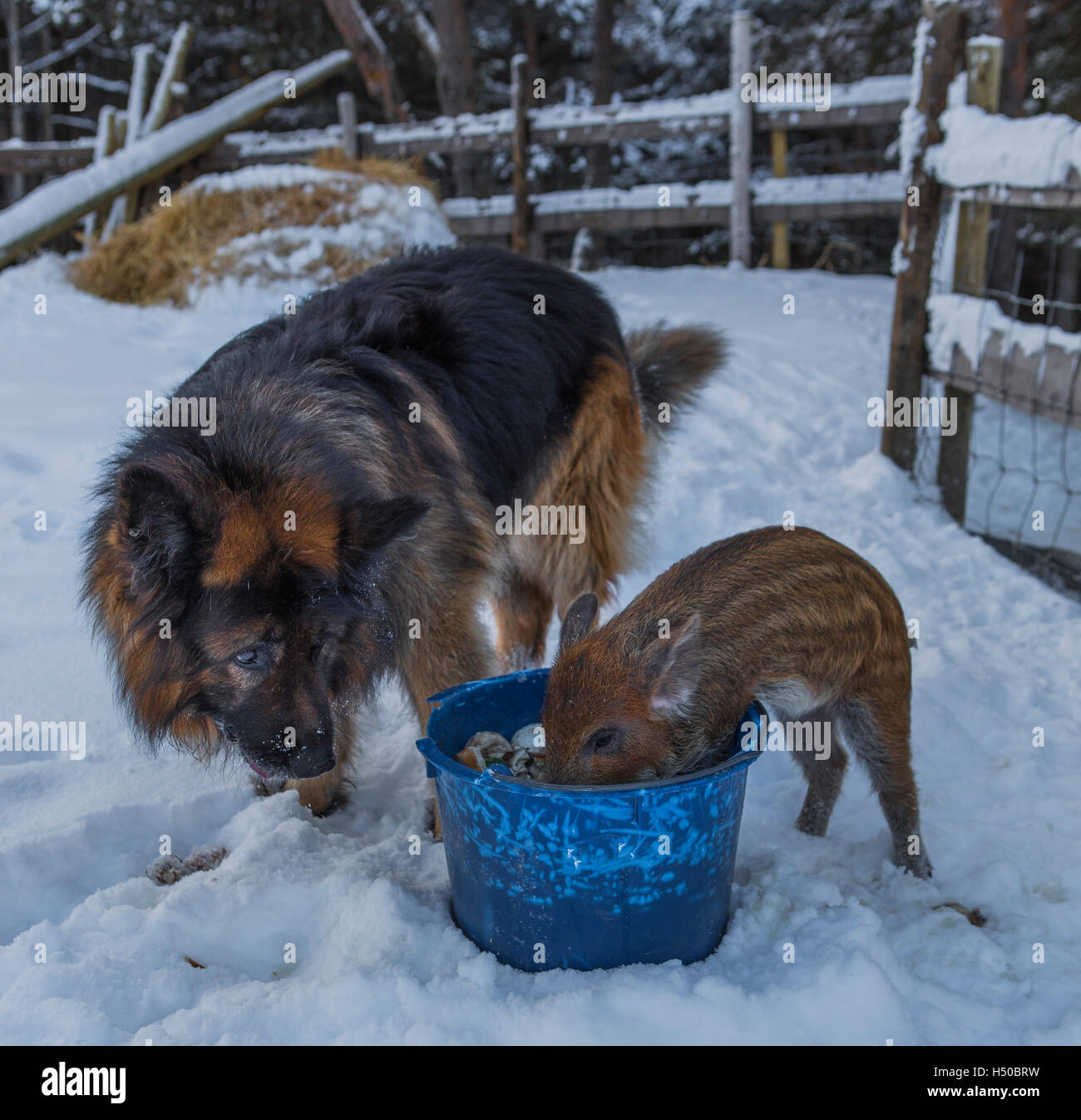 Un bel cane e un simpatico maiale la condivisione del cibo, ma il cane lasciare il maiale mangiare prima Foto Stock