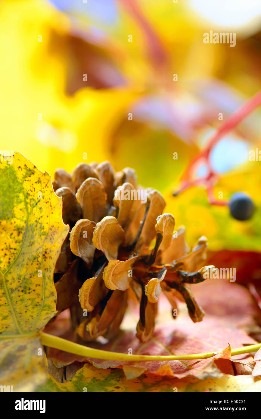 Autunno a secco foglie di giallo e cono di pino Foto Stock