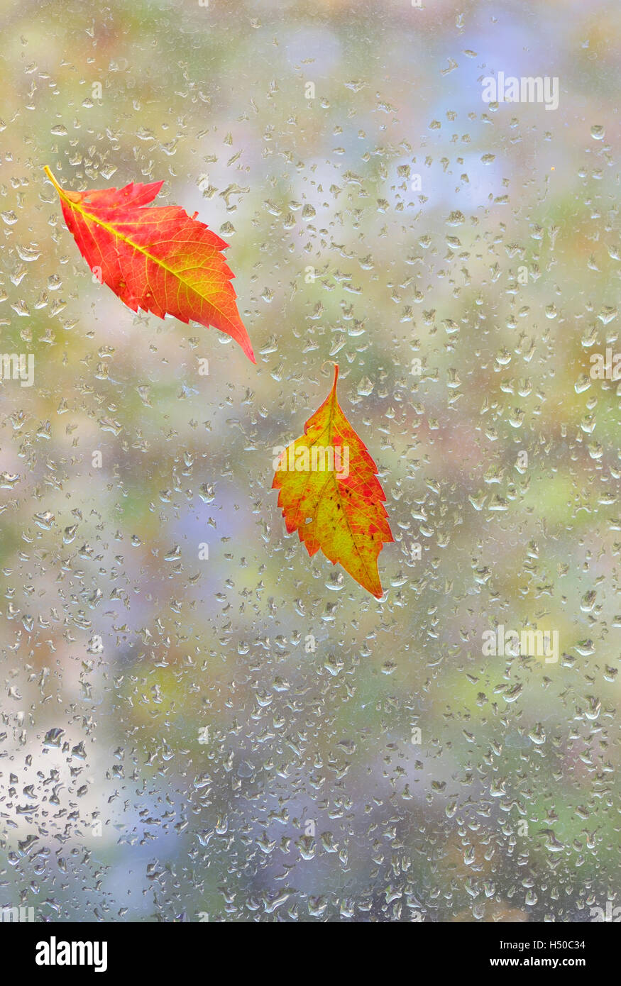 Foglie di autunno sul vetro con acqua naturale scende Foto Stock