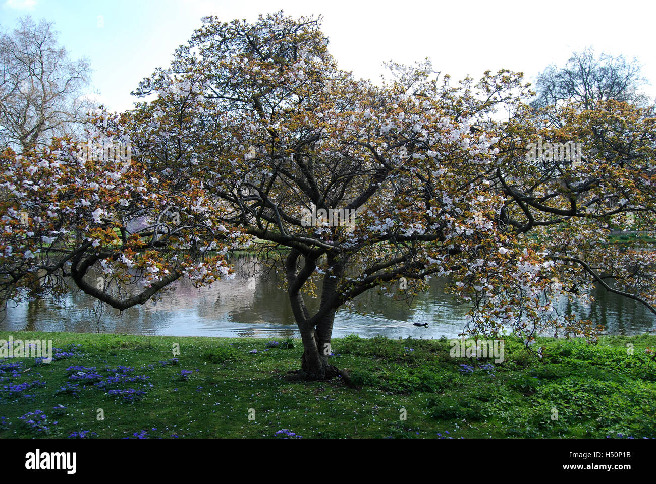 St James di fiori di ciliegio Foto Stock