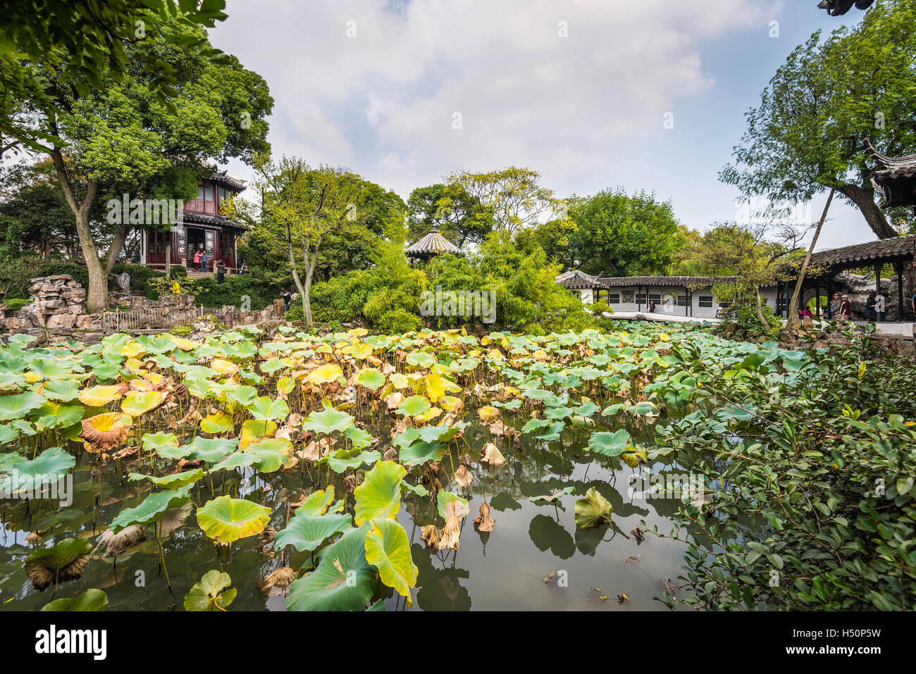 Un centinaio di tipi di lotus in umile Administrator's Garden, un giardino Cinese di Suzhou Foto Stock