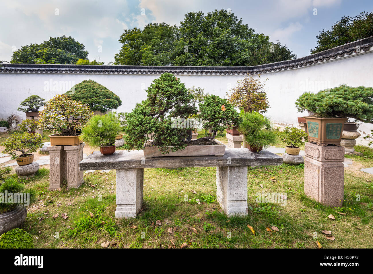 Alberi di Bonsai nell umile Administrator's Garden, un giardino Cinese di Suzhou, un patrimonio mondiale Foto Stock