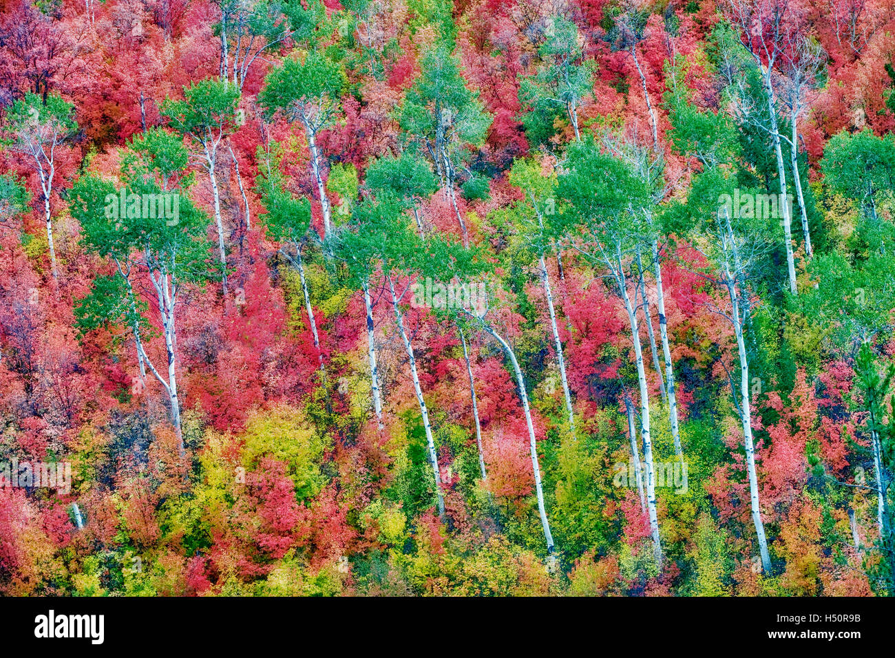 Con varietà miste di alberi di acero con aspens in autunno a colori. Targhee National Forest, Idaho Foto Stock