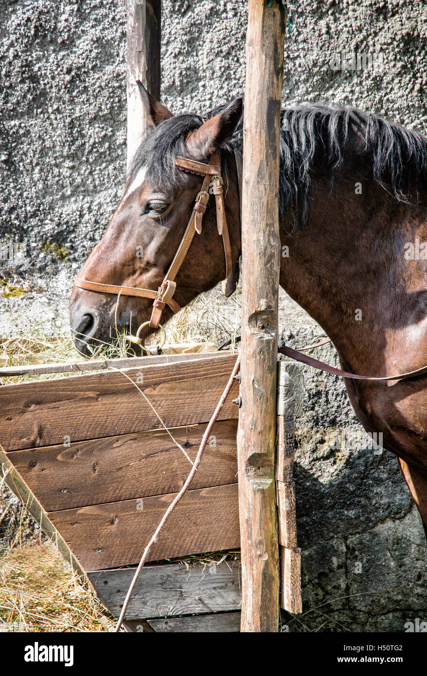 Castagna cavallo sono alimentate con il fieno. Agriturismo scena. Il tema degli animali. Composizione verticale. Foto Stock