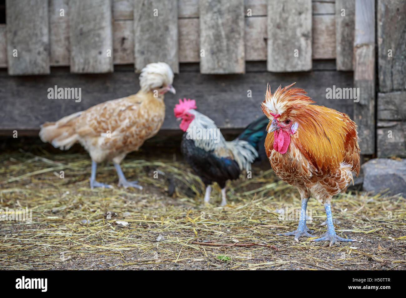 Una varietà di polli in una stalla Foto Stock