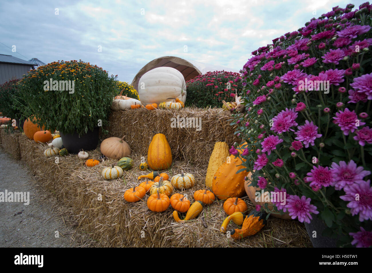 Crisantemi, zucche e zucche sul display in una fattoria mercato vicino a Hebron, Illinois Foto Stock