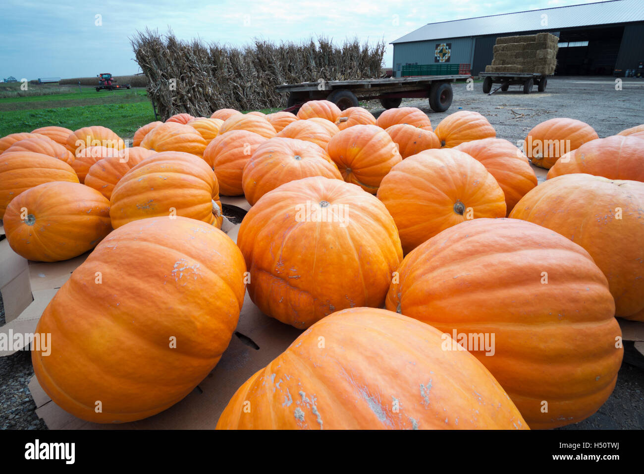 Le zucche giganti seduti sul pallet nel cortile di una fattoria in attesa di essere visualizzato in Mercato del contadino. Foto Stock