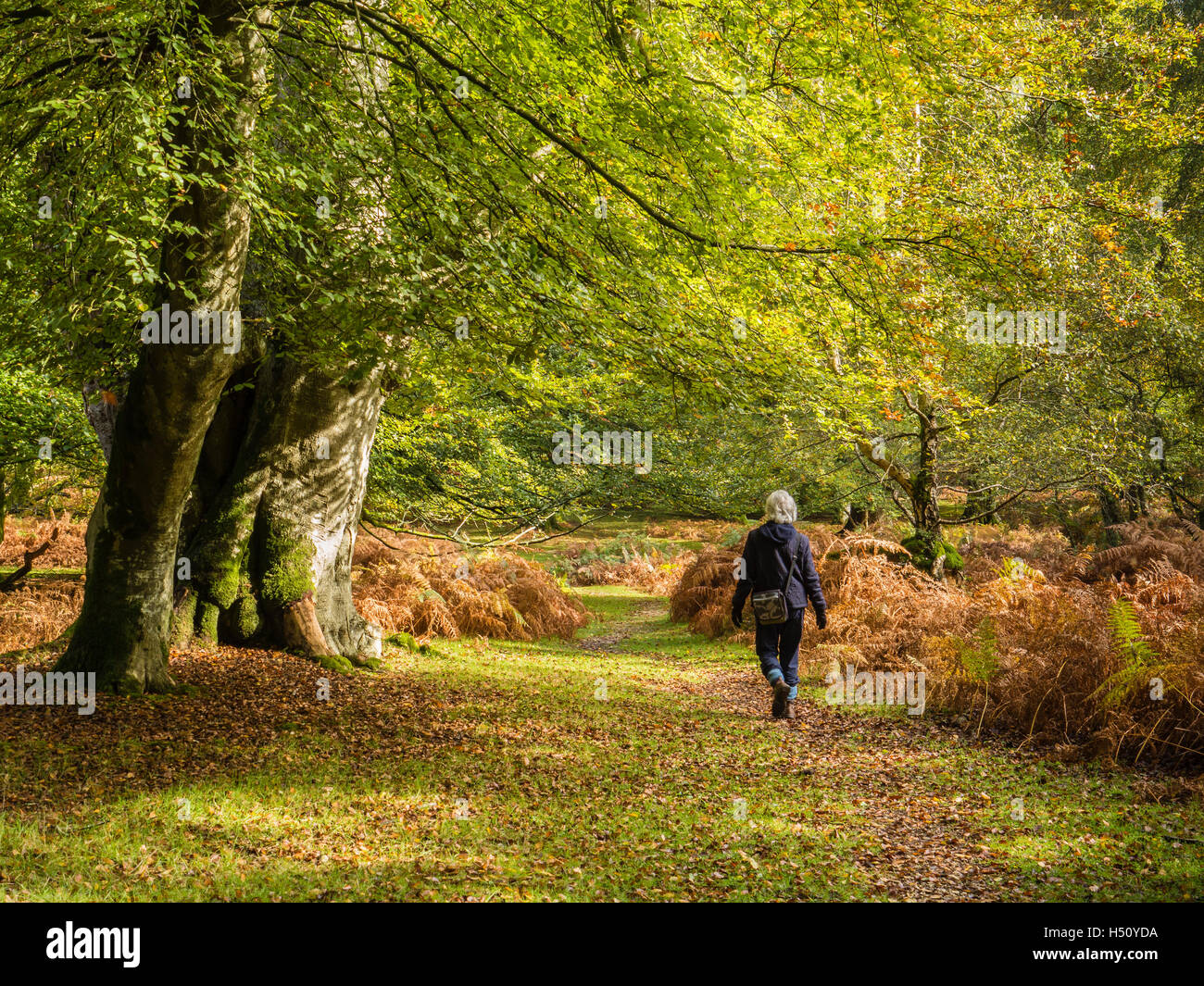 Signora passeggiate nella foresta di nuovo in autunno, Hampshire, Regno Unito Foto Stock