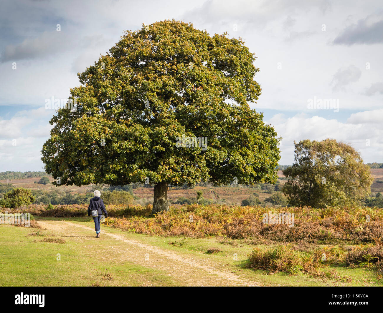Una signora passeggiate nella foresta di nuovo a Mogshade Hill, Hampshire, Regno Unito Foto Stock