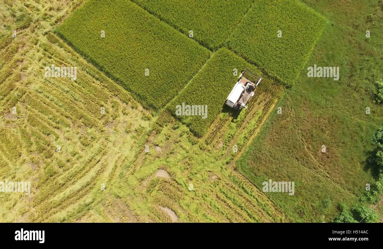 (161019) -- NANNING, Ottobre 19, 2016 (Xinhua) -- Un reaper funziona in un campo di riso nel villaggio Aichang di Shanglin County, a sud della Cina di Guangxi Zhuang Regione autonoma, Luglio 6, 2016. La Cina del prodotto interno lordo è cresciuto del 6,7 per cento anno su anno nel terzo trimestre del 2016, stabile a partire dal secondo trimestre, l'Ufficio nazionale di statistica ha detto Mercoledì. (Xinhua/Zhou Hua) (wx) Foto Stock