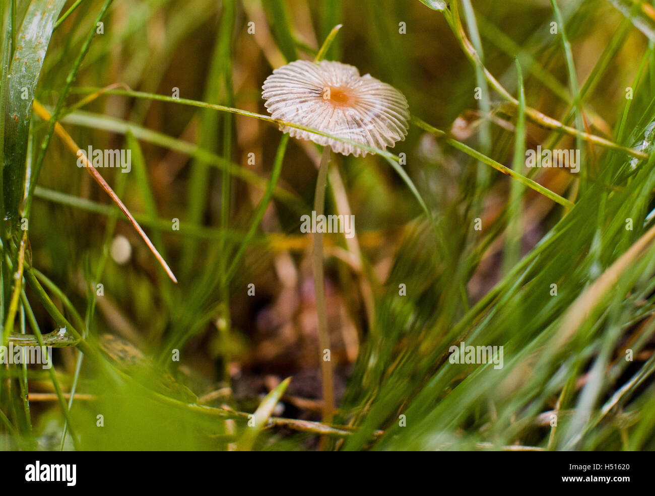 Celle, Germania. Xix oct, 2016. Bolbitius vitellinus, una diffusa specie di funghi non commestibili crescere sul terreno della foresta vicino a Celle, Germania, 19 ottobre 2016. Foto: Julian Stratenschulte/dpa/Alamy Live News Foto Stock