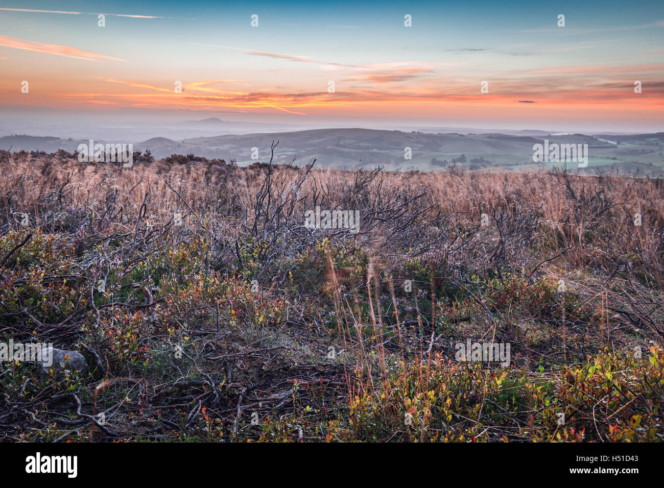 Colorato Sunrise Nubi sul prato autunnale con erba secca e bruciato rami di Erica Foto Stock