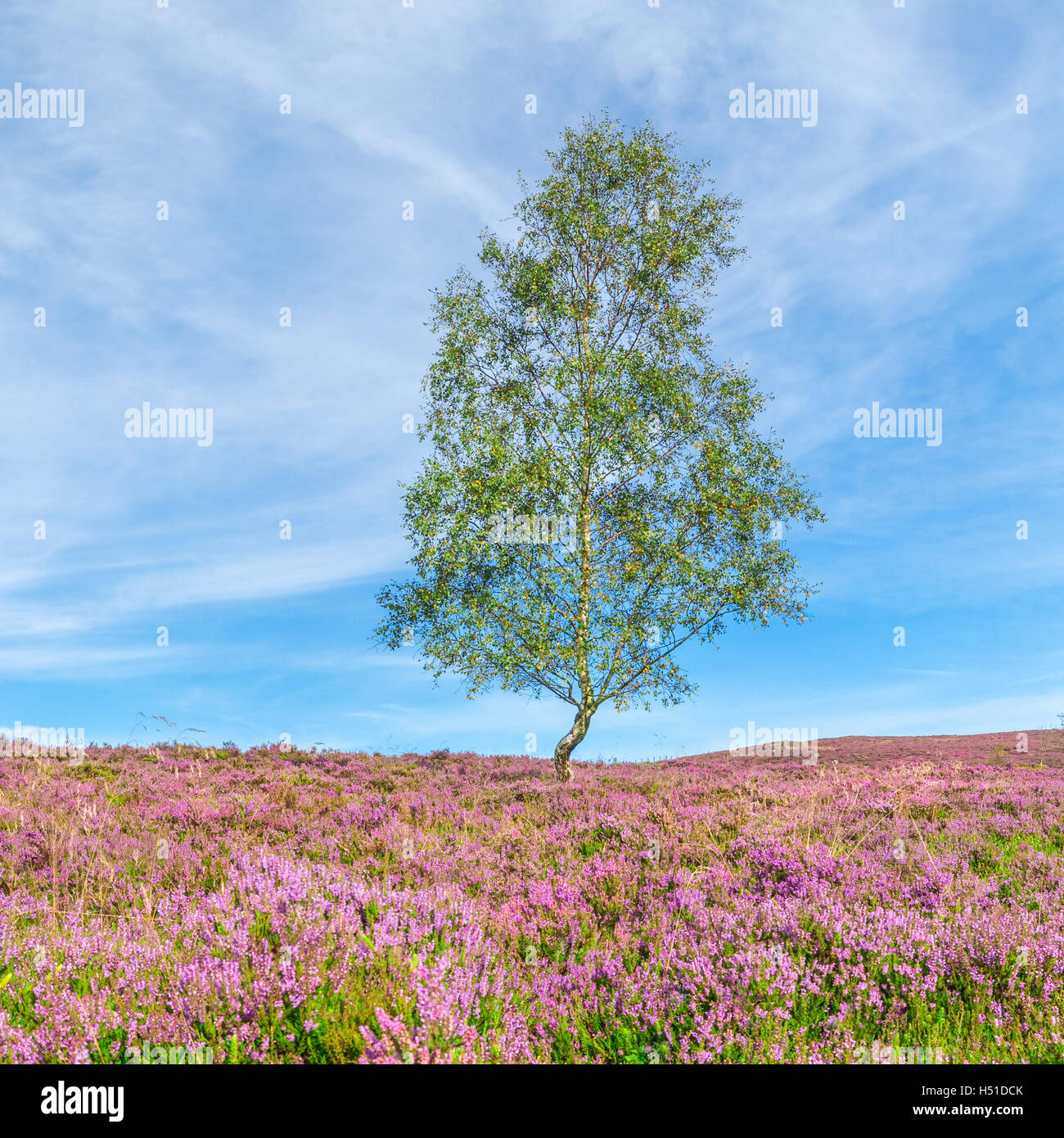 Da soli Betulla tra viola Heather fiori sul cielo blu Foto Stock