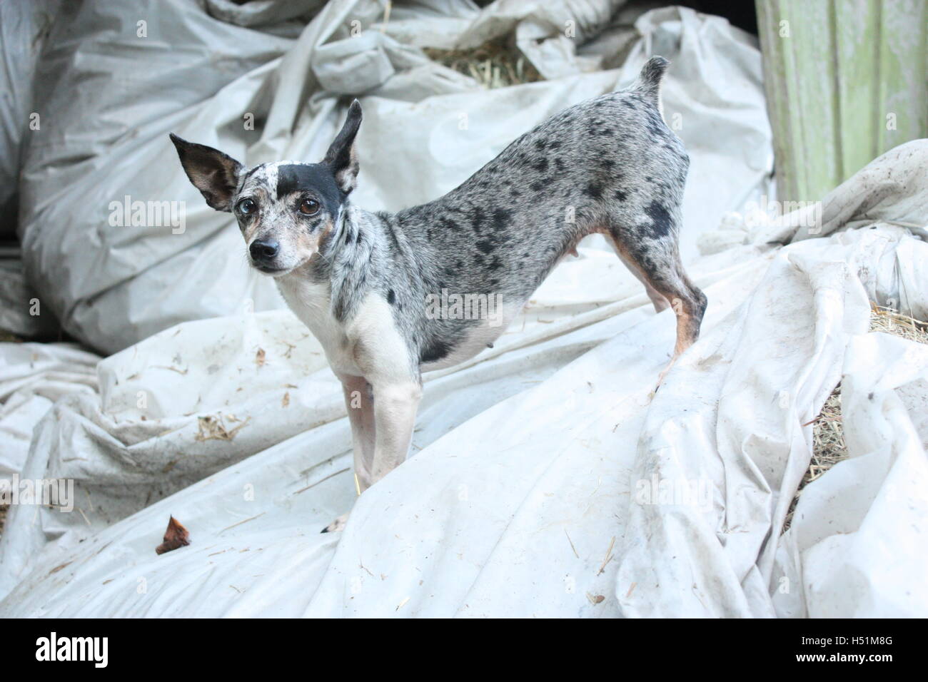Macchie Chihuahua cucciolo di cane su balle di fieno in posa con una patch occhio coperto Foto Stock