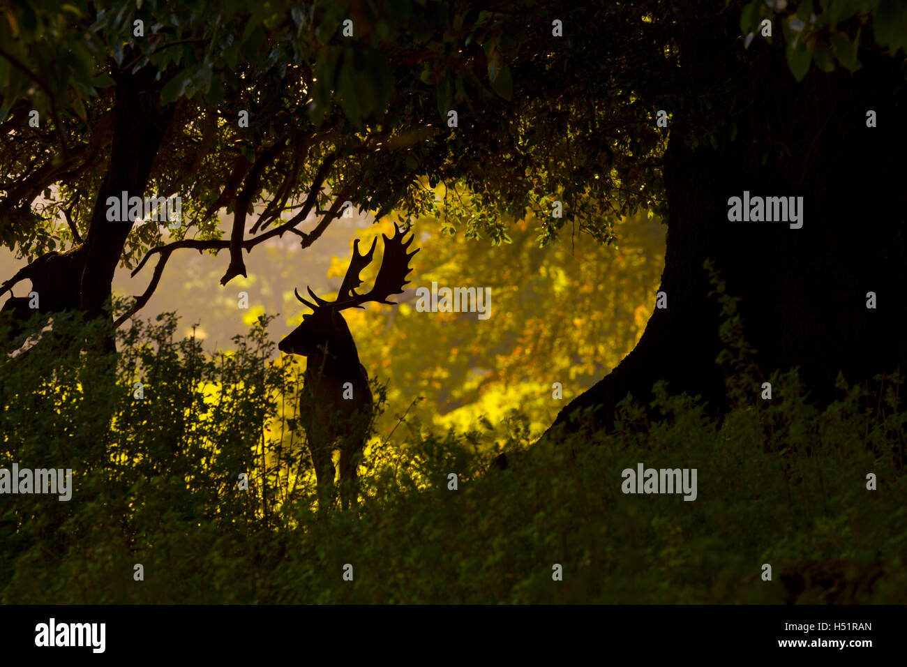 Daini Cervus dama Buck e bosco d'autunno Foto Stock