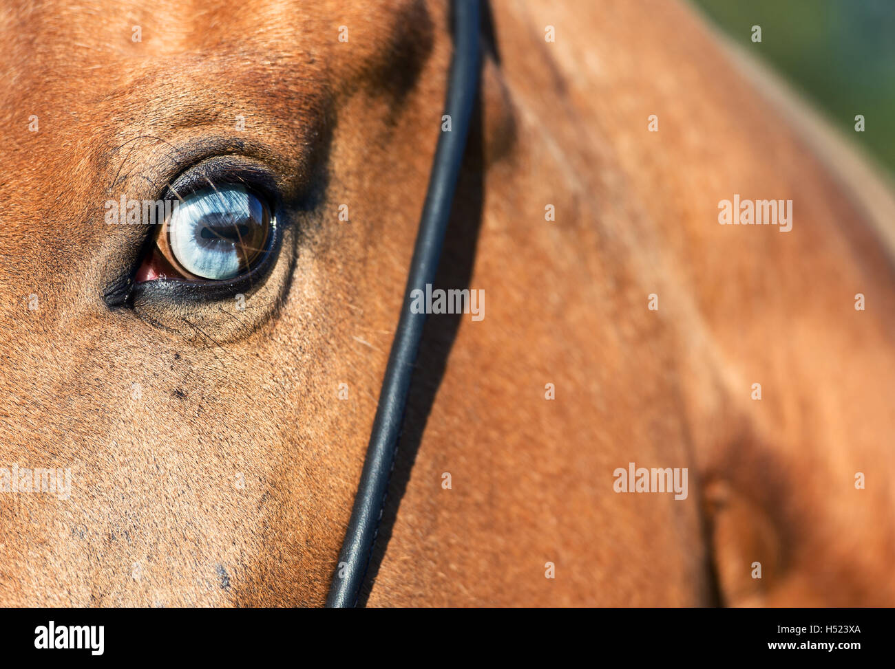 Cavallo blue eye close up Foto Stock