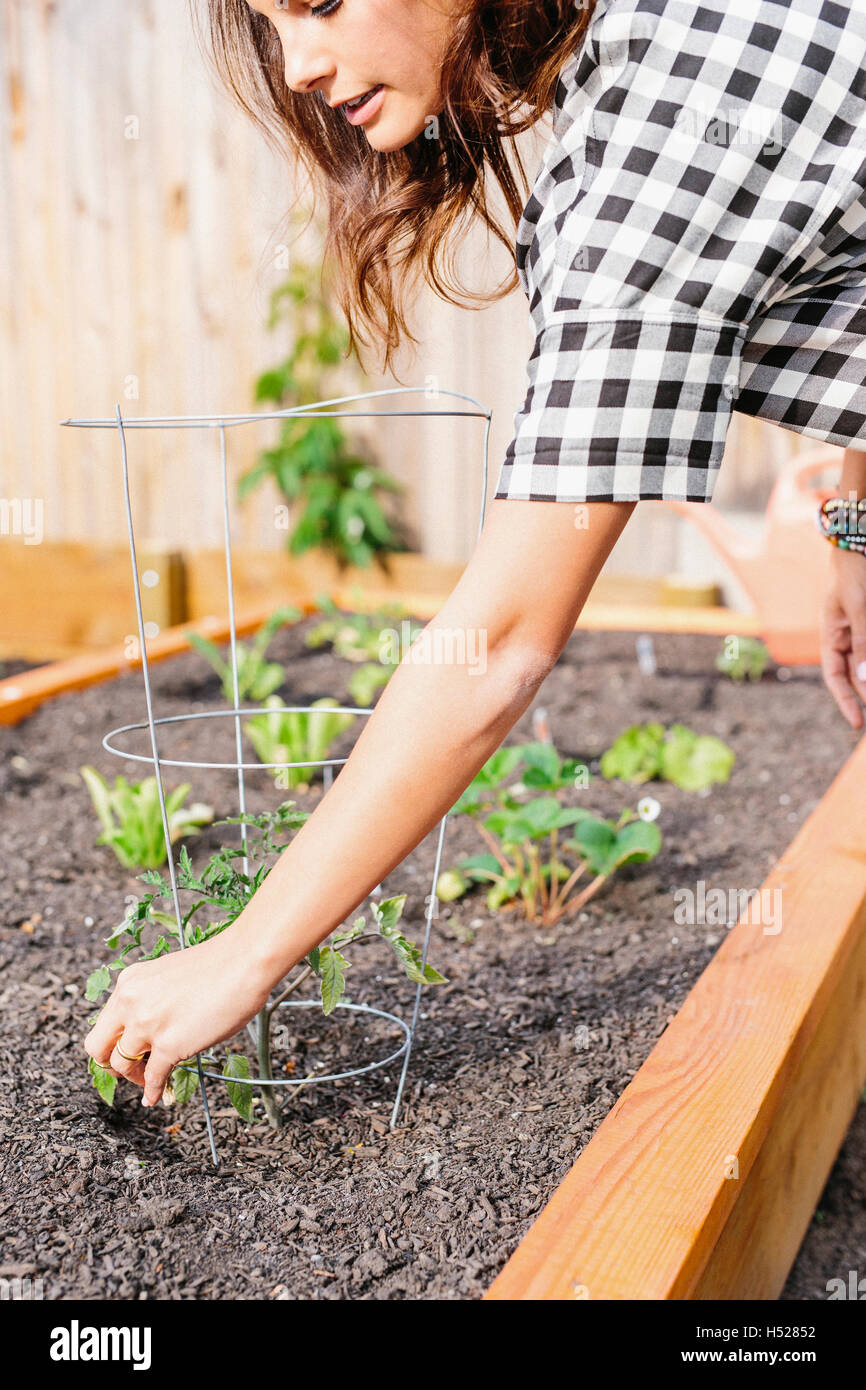 Donna con capelli lunghi marrone lavorando in un giardino di piantare le piantine in un letto. Foto Stock