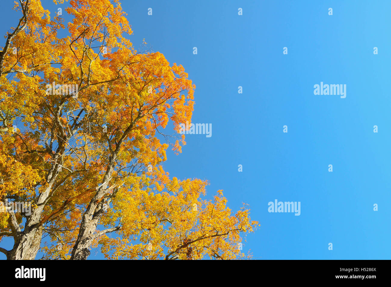 La parte superiore di un albero di acero con foglie di giallo contro un cielo azzurro. Foto Stock