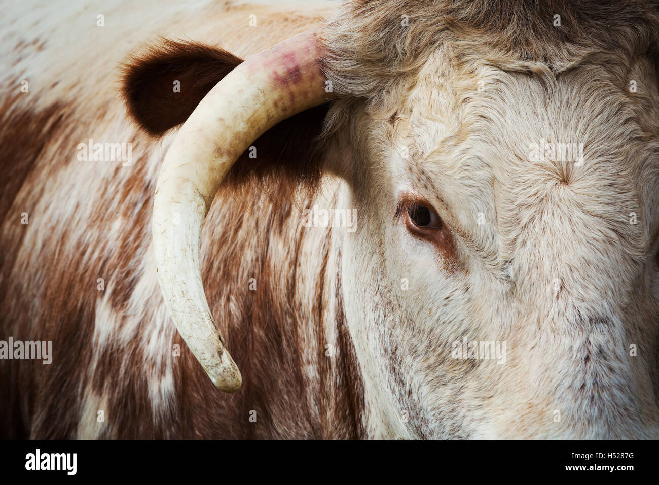 Close up della testa e del corno inglese di Longhorn bestiame. Foto Stock