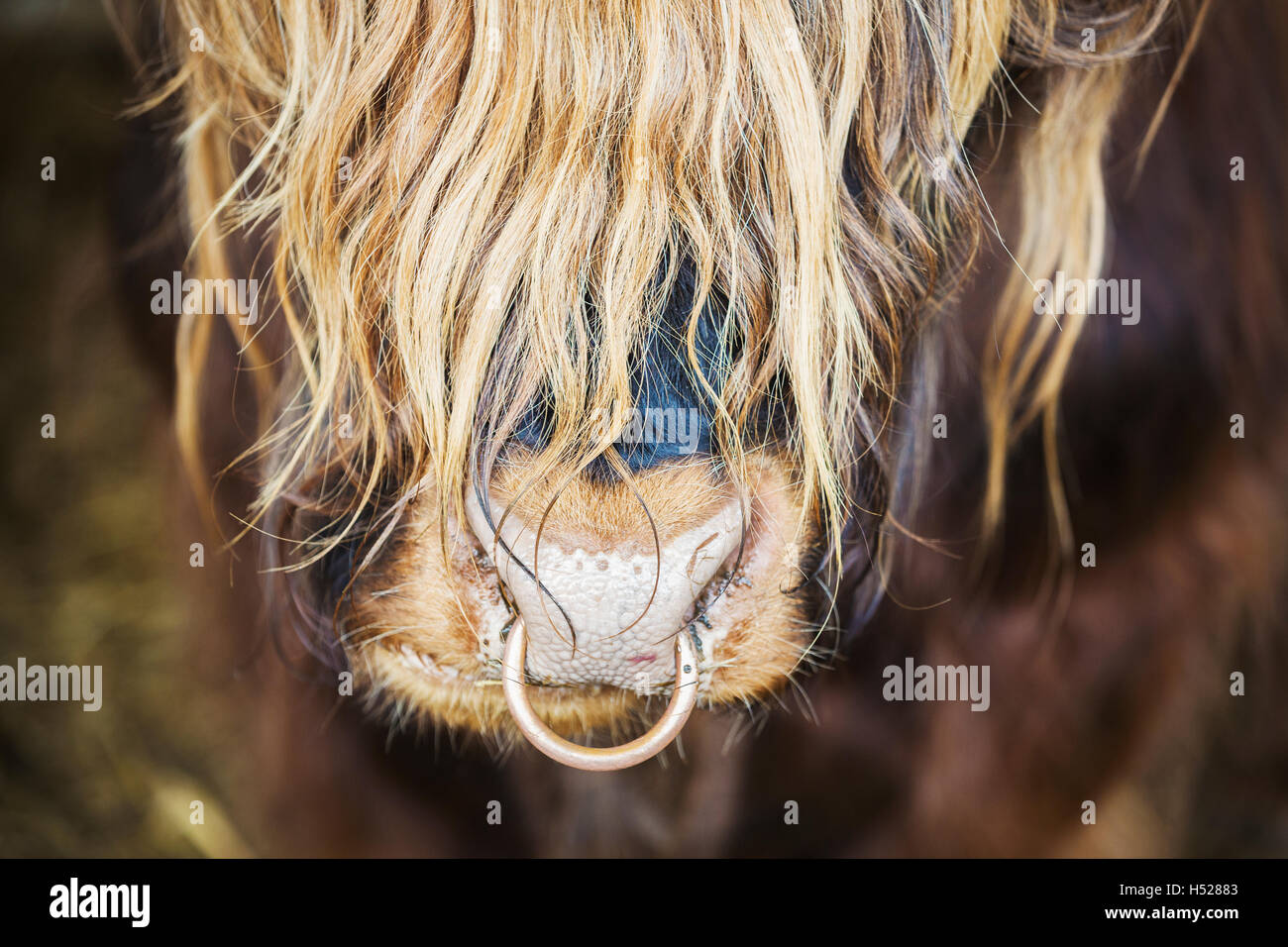 Close up di un pelo lungo bull con un anello di naso. Foto Stock