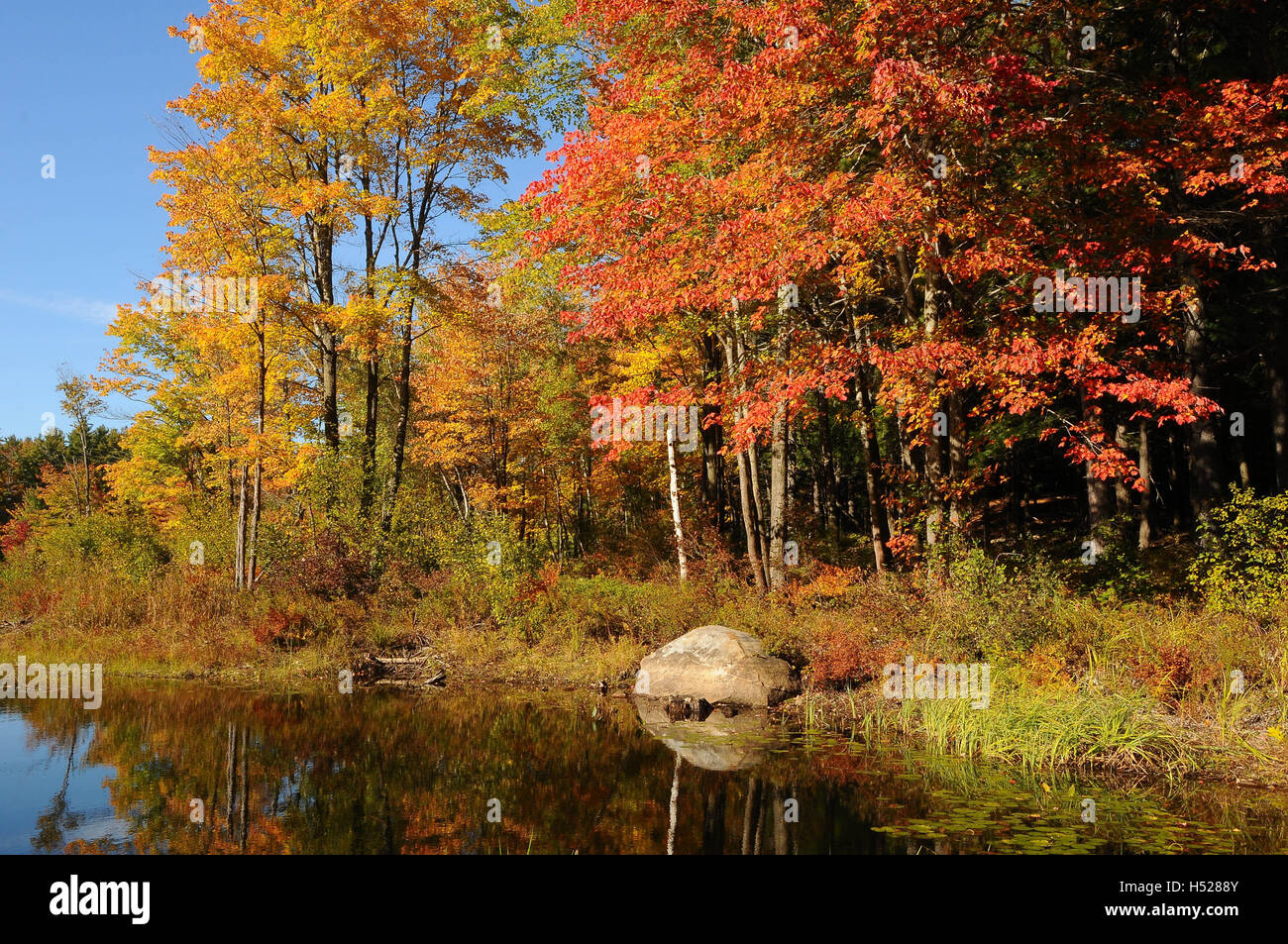 Il fogliame di autunno da uno stagno poco profondo. Foto Stock