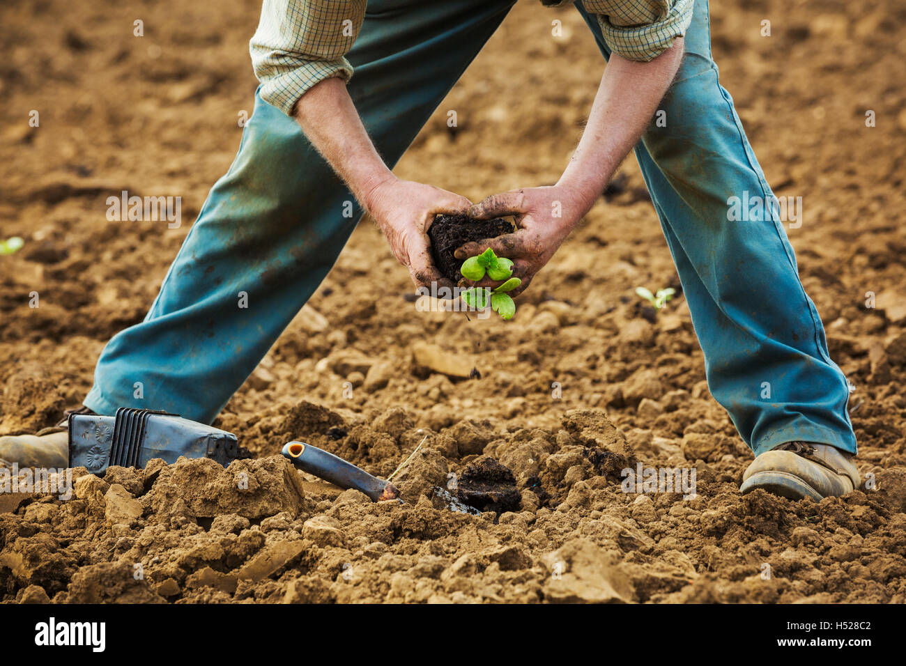Un uomo di piegarsi, piantando un piccolo stabilimento nel suolo. Foto Stock