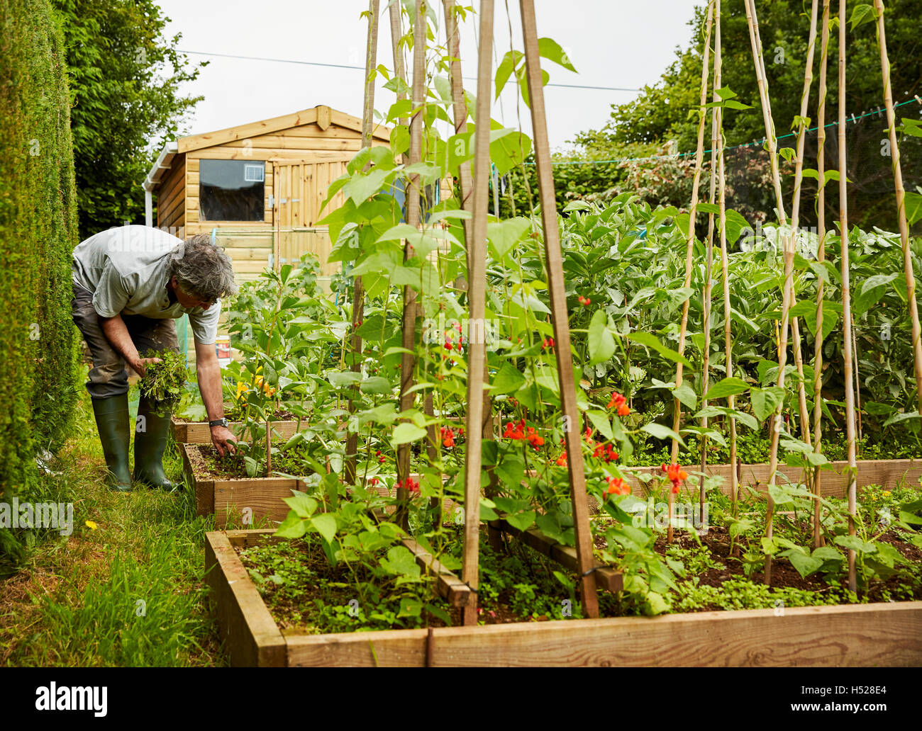 Un uomo che lavora nel suo giardino, sarchiatura letti sollevata. Tettoia da giardino. Foto Stock