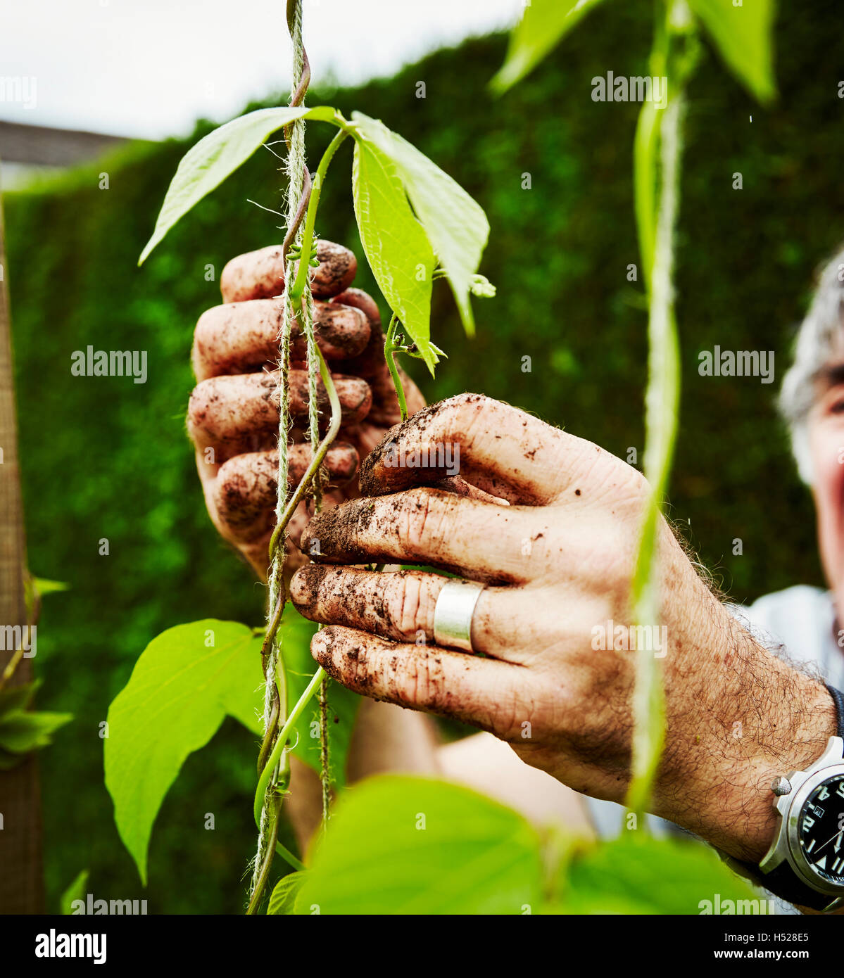 Close up di mani fangose. Un giardiniere di vincolare il runner piante di fagiolo di supporto. Foto Stock
