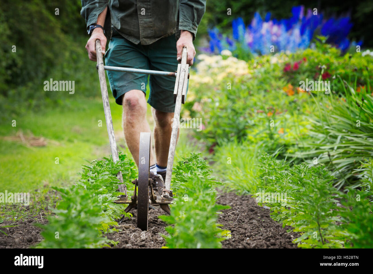 Un uomo con una ruota zappa di zappa tra file di piccole piante di fiori in un giardino. Foto Stock