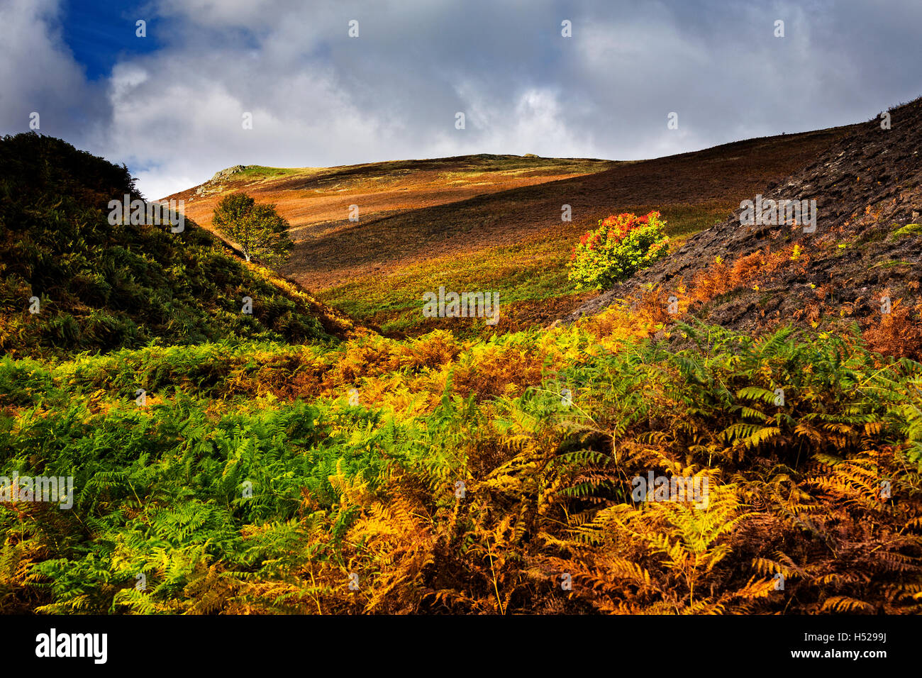 Una vista della valle Harthope in Northumberland come i colori vivaci ruotare durante l'autunno. Foto Stock
