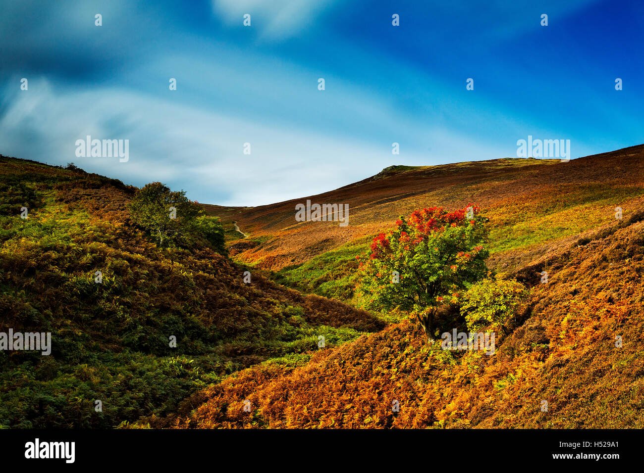 Una vista della valle Harthope in Northumberland come i colori vivaci ruotare durante l'autunno. Si tratta di una lunga esposizione utilizzando i filtri ND. Foto Stock