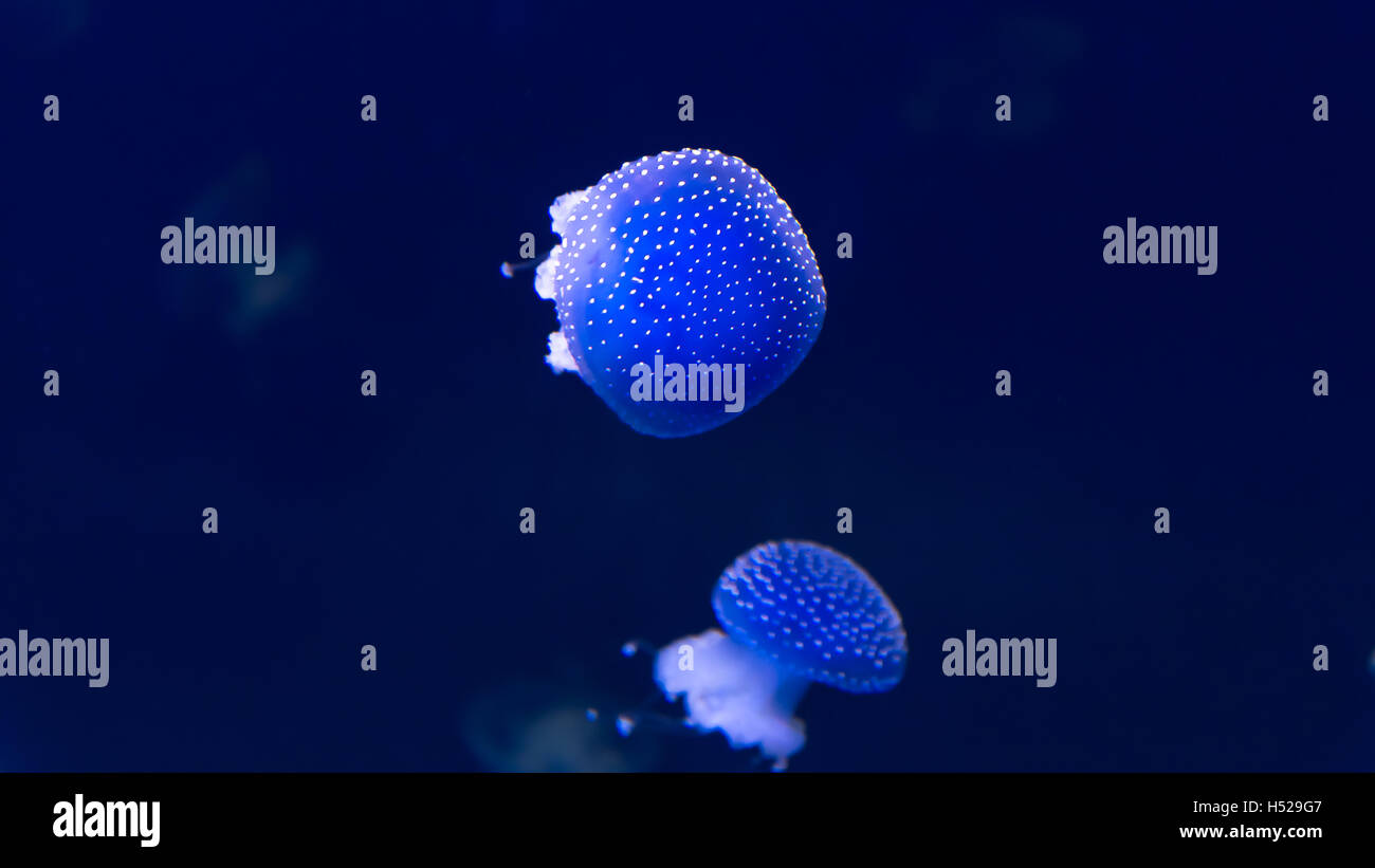 Blu brillante meduse o gelatine che sono i principali non forma un polipo. Foto Stock