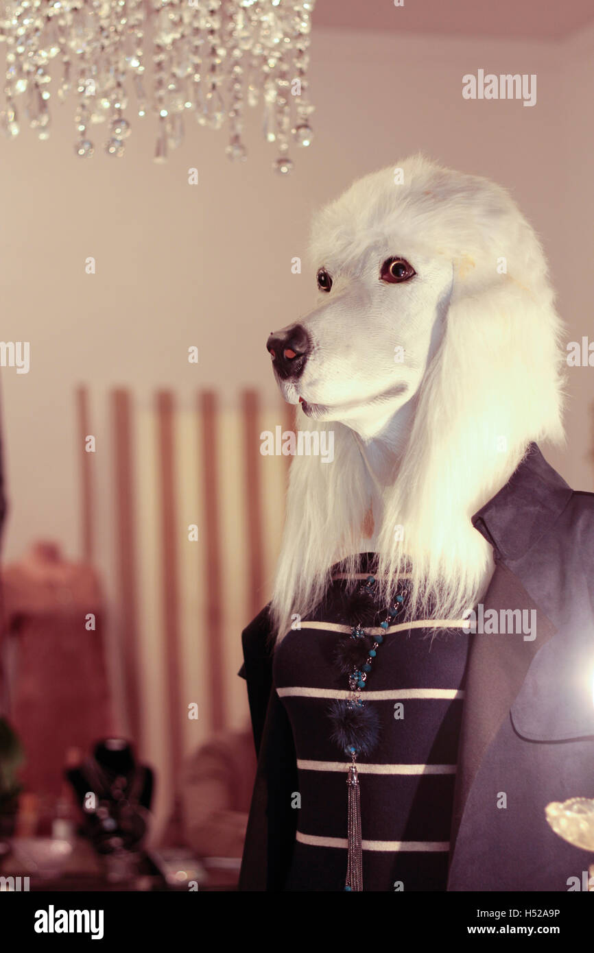 Manichino vestito con la testa del cane all'interno del negozio di abbigliamento Foto Stock