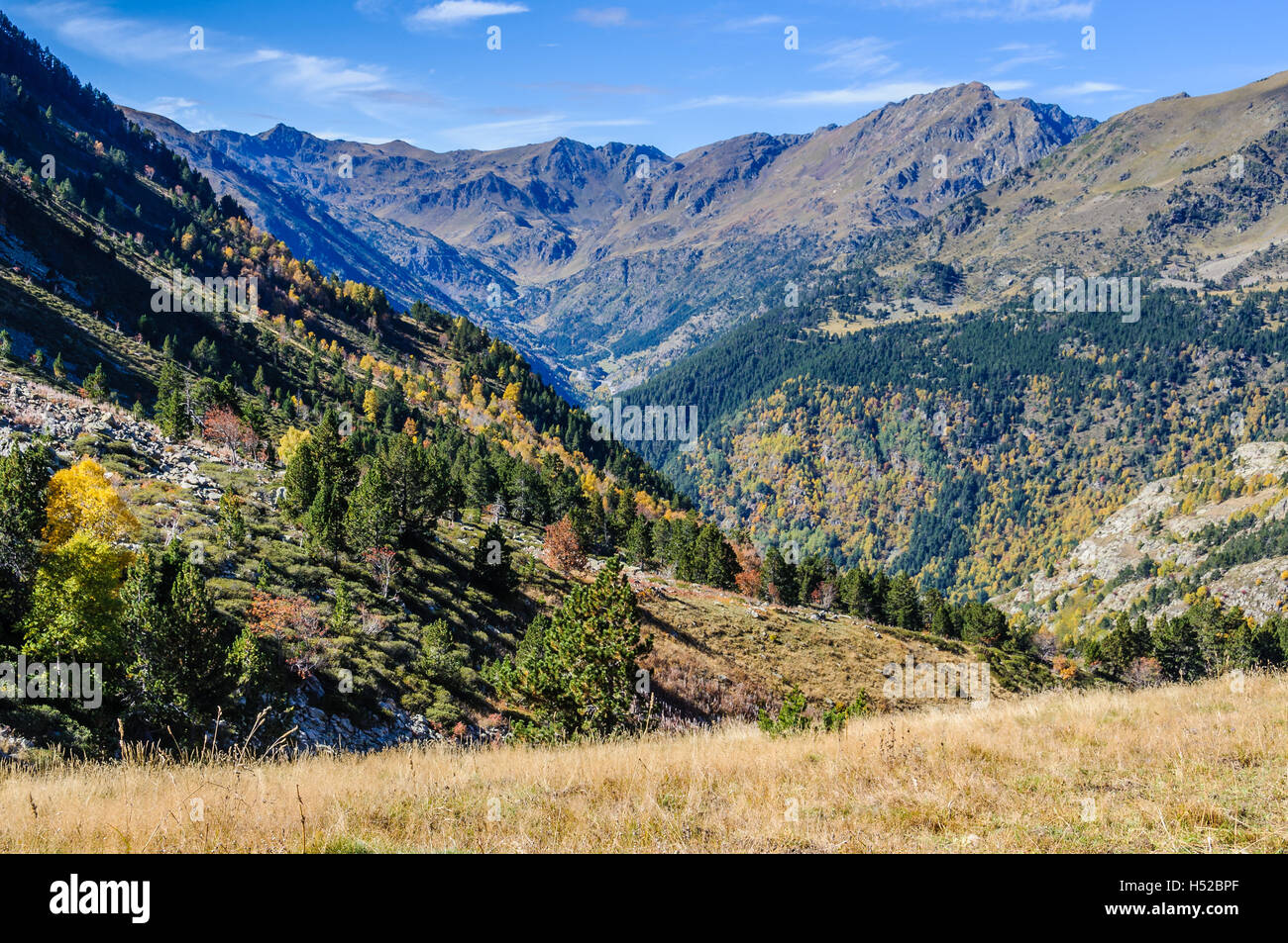 Colorato paesaggio forestale in autunno, nella valle del fiume Estanyo, Andorra Foto Stock