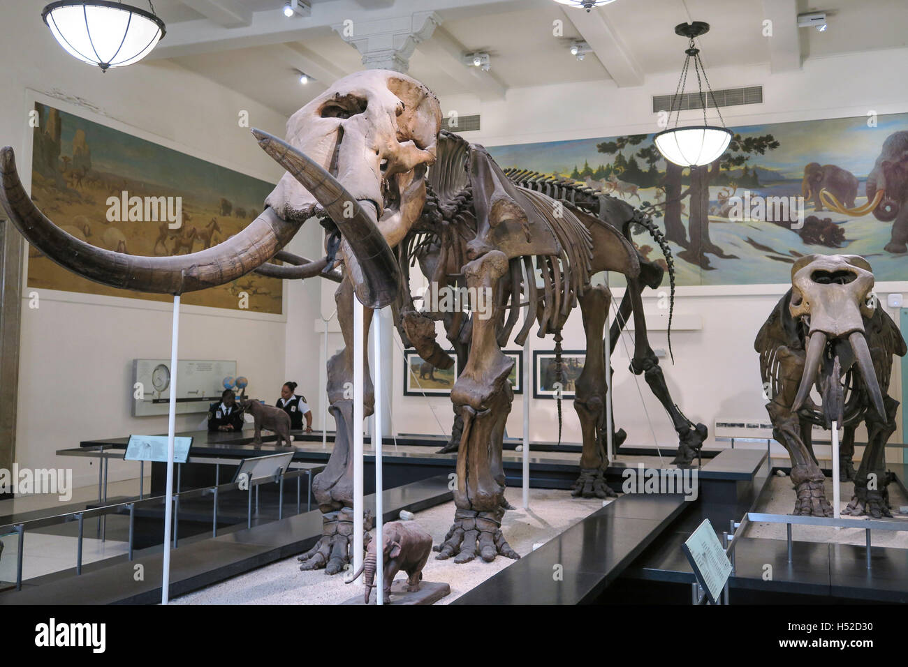 Il Museo Americano di Storia Naturale, NYC Foto Stock