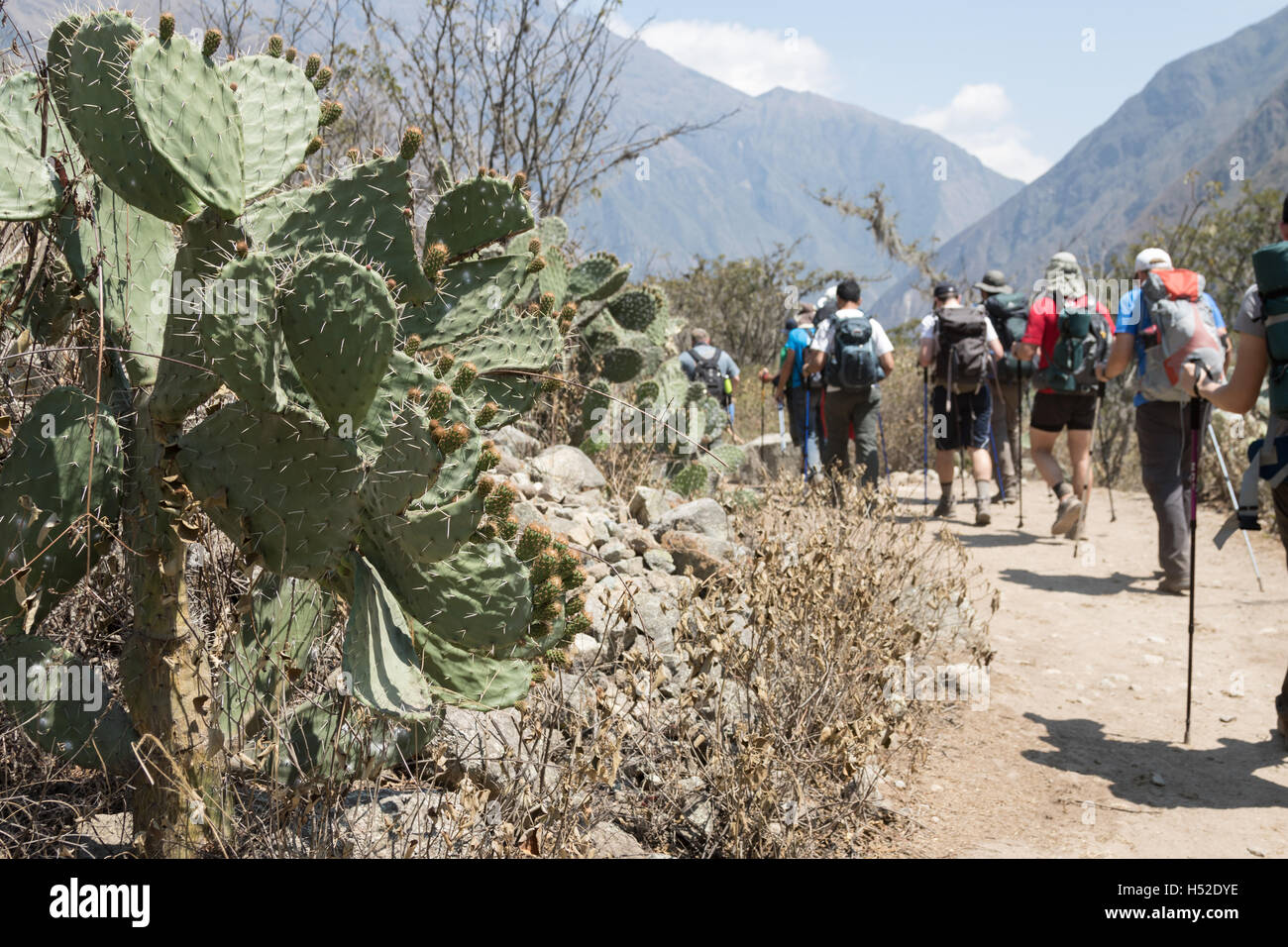 Perù Trekking gruppo trekking a piedi lungo il primo tratto del cammino Inca vicino al chilometro 82, l'inizio del sentiero Foto Stock