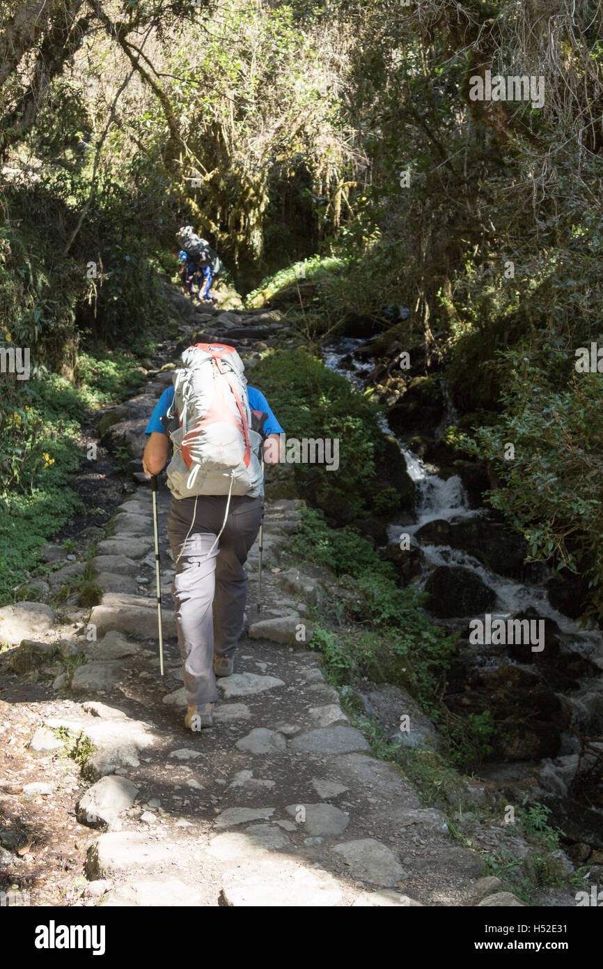 Singolo escursionista arrampicata attraverso una giungla di micro-clima lungo il cammino degli Inca alla scoperta della Valle Sacra del Perù Foto Stock