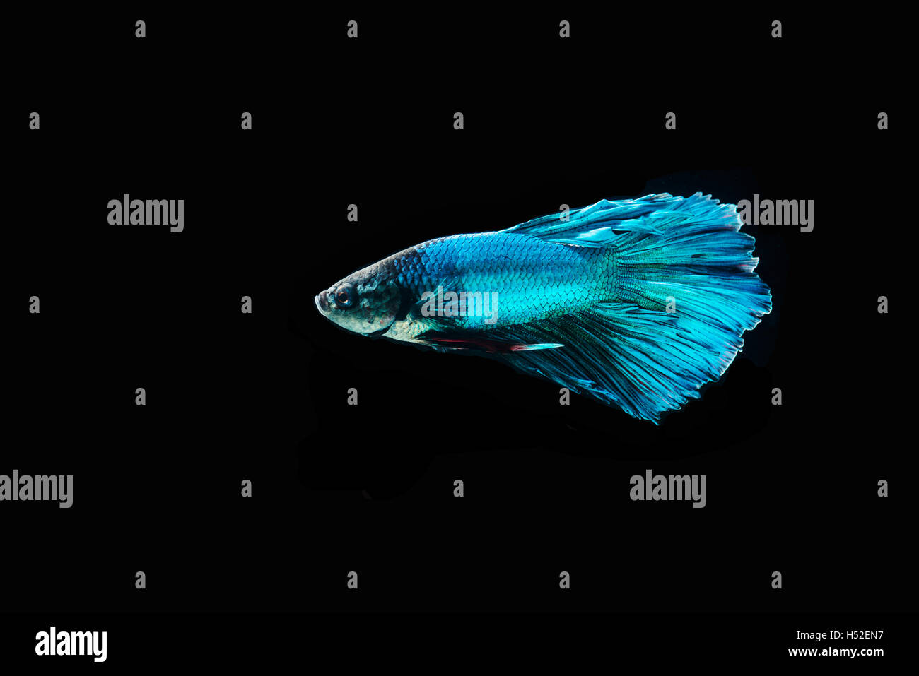 Bella blu betta pesce isolato su sfondo nero Foto Stock