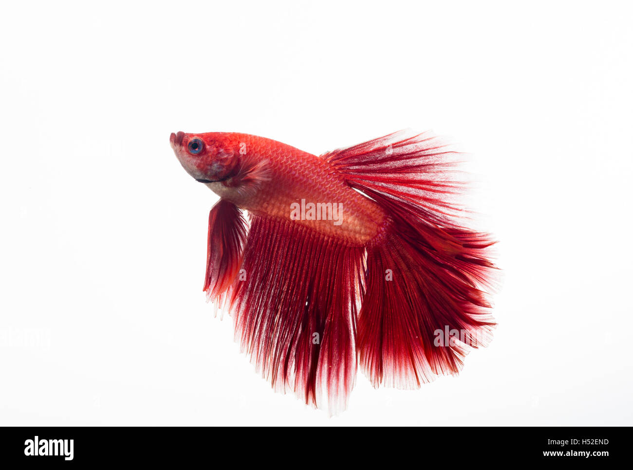 Bel rosso betta pesce isolato su sfondo bianco Foto Stock