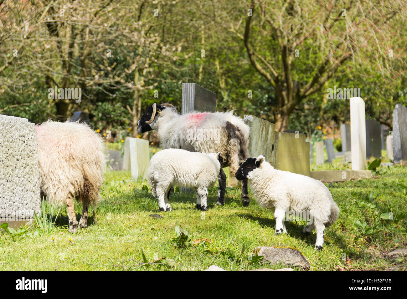 Pecore al pascolo intorno le lapidi nel sagrato della chiesa di San Pietro e il borgo di Walsden vicino il Lancashire/Yorkshi Foto Stock