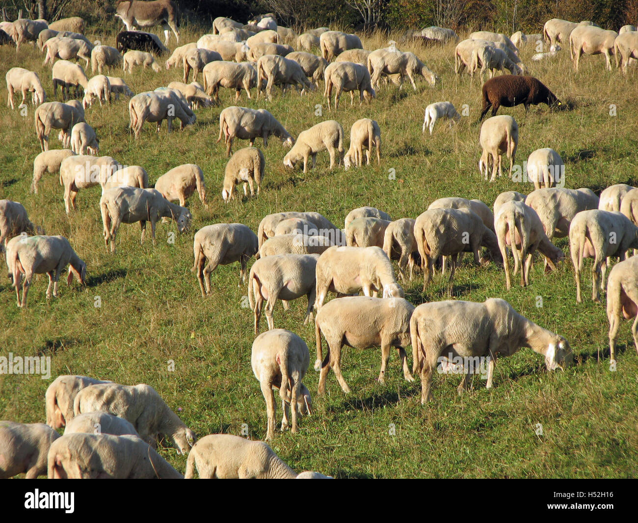 Gregge con molte pecore al pascolo in montagna 1 Foto Stock