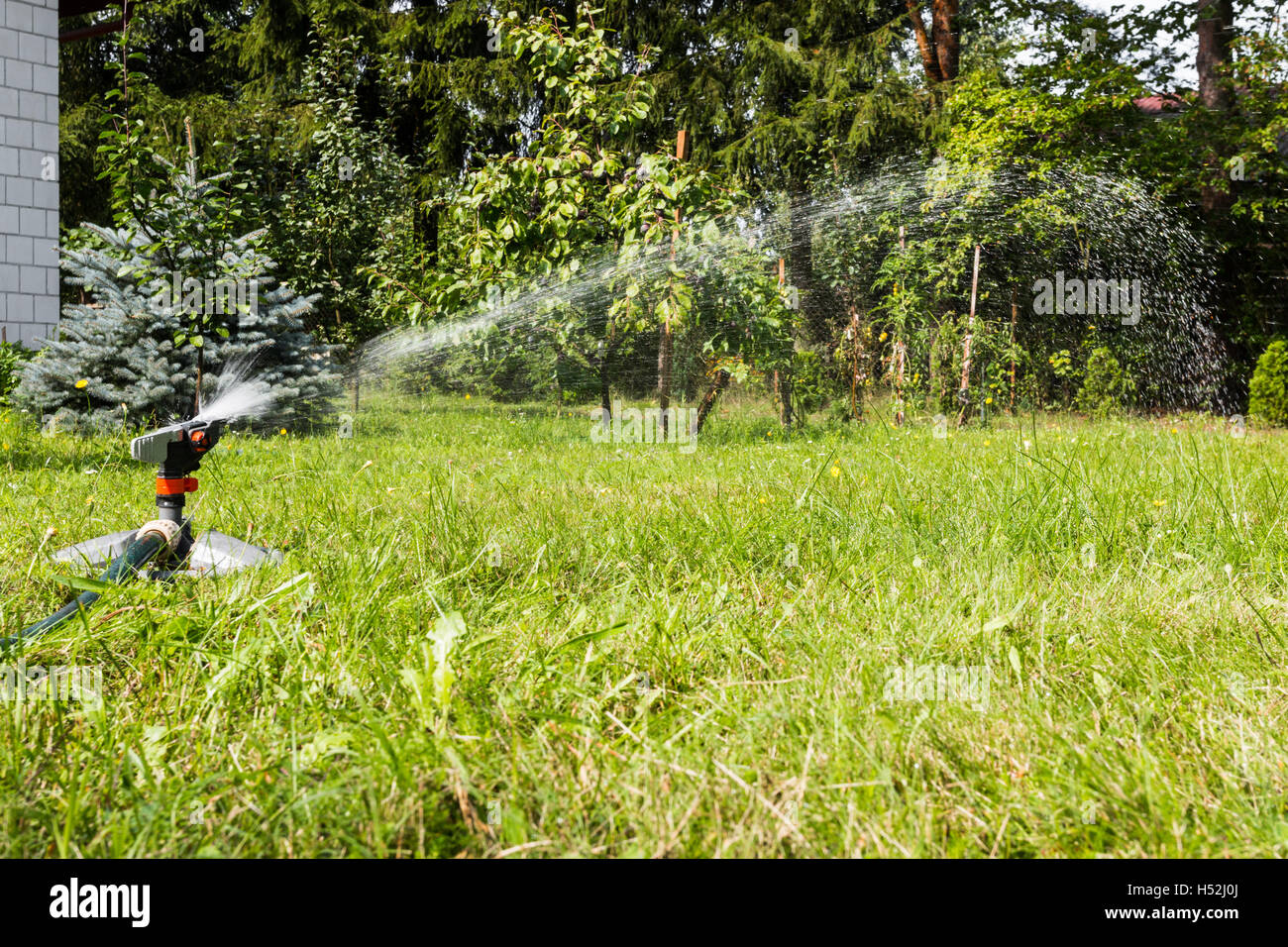 Sprinkler acqua in azione, innaffiare il prato Foto Stock