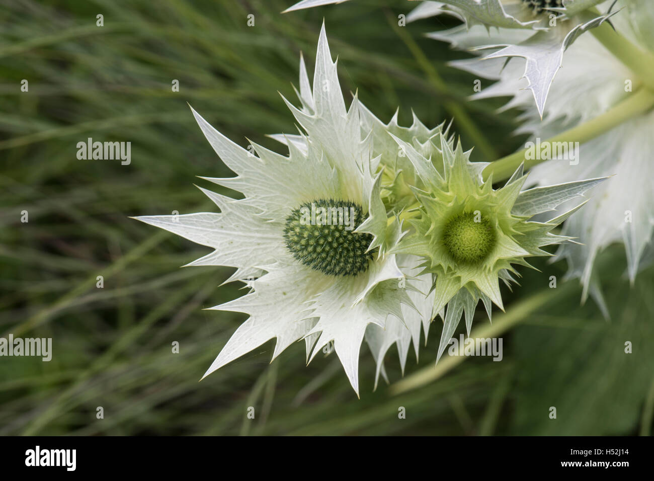 Eryngium yuccifolium, in crescita in coltura. Agosto. Foto Stock