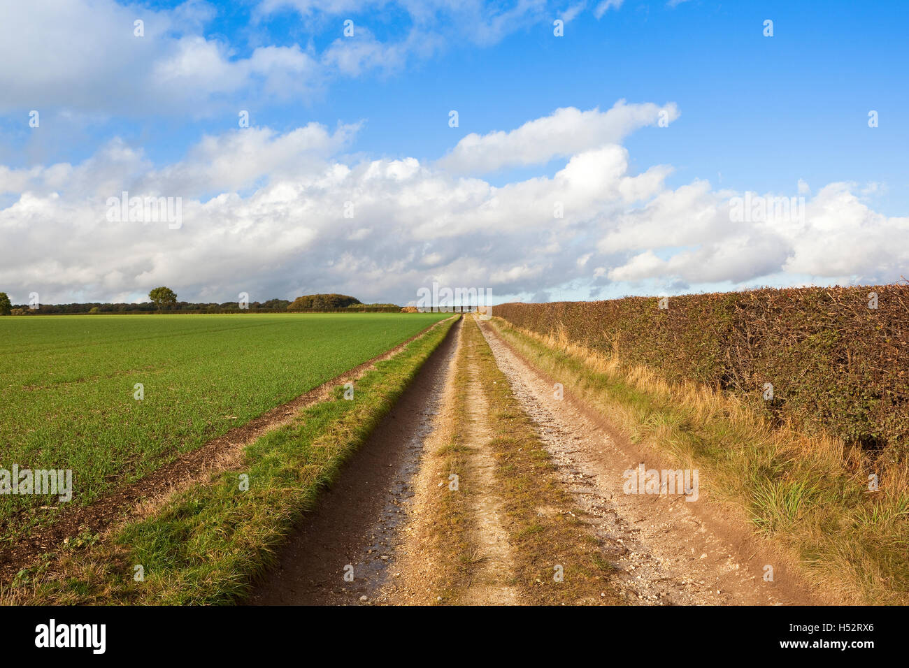 Una fattoria di calcare la via tra una siepe di biancospino e verde giovane colture di cereali in Yorkshire wolds in autunno. Foto Stock