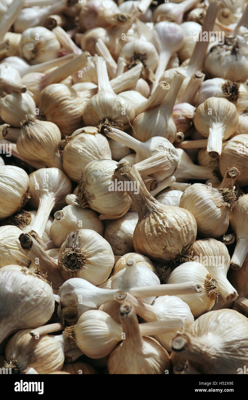 Molti scelto teste d'aglio in vendita in un mercato Foto Stock