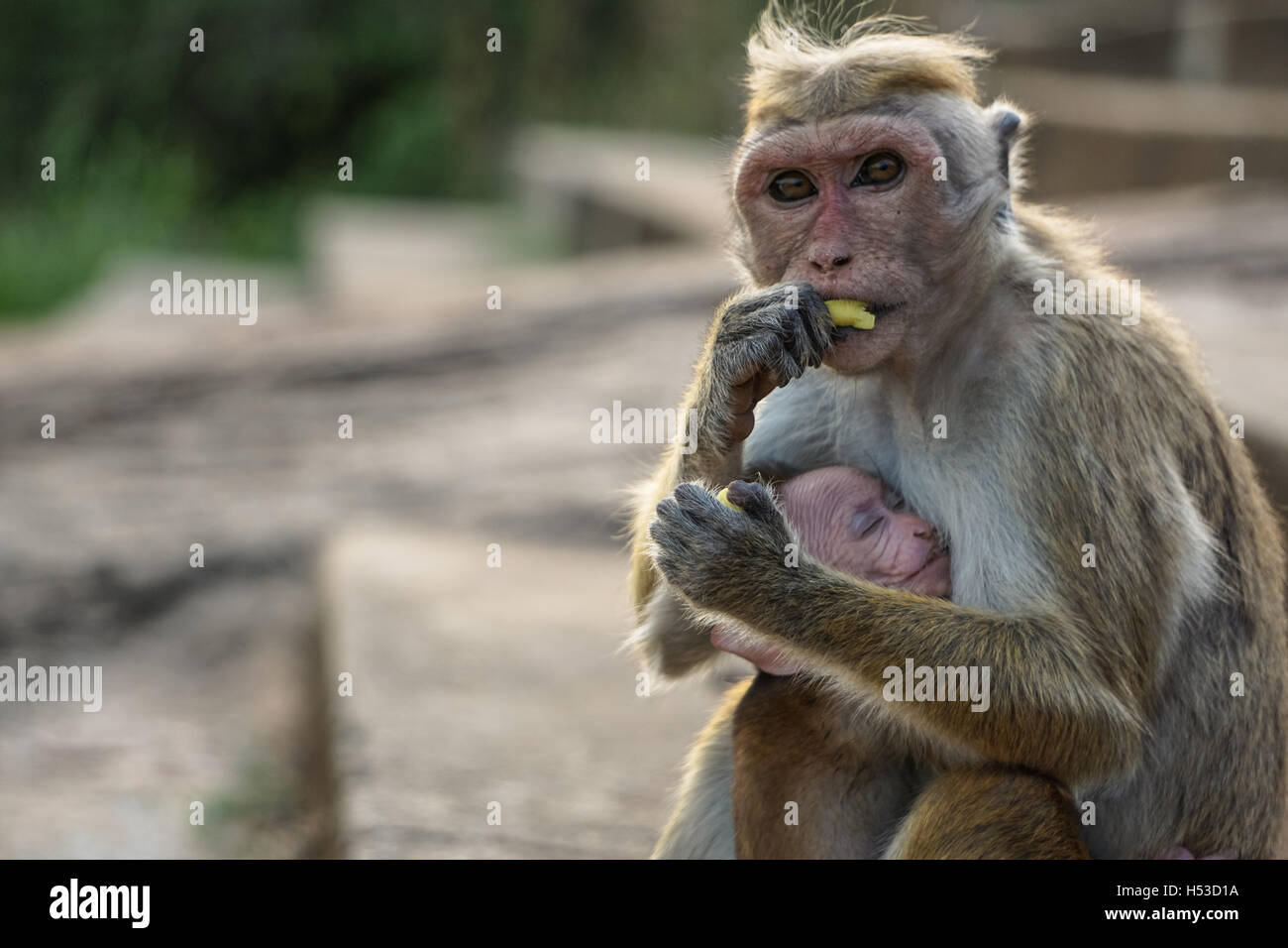 Sri lankain scimmia con baby Foto Stock