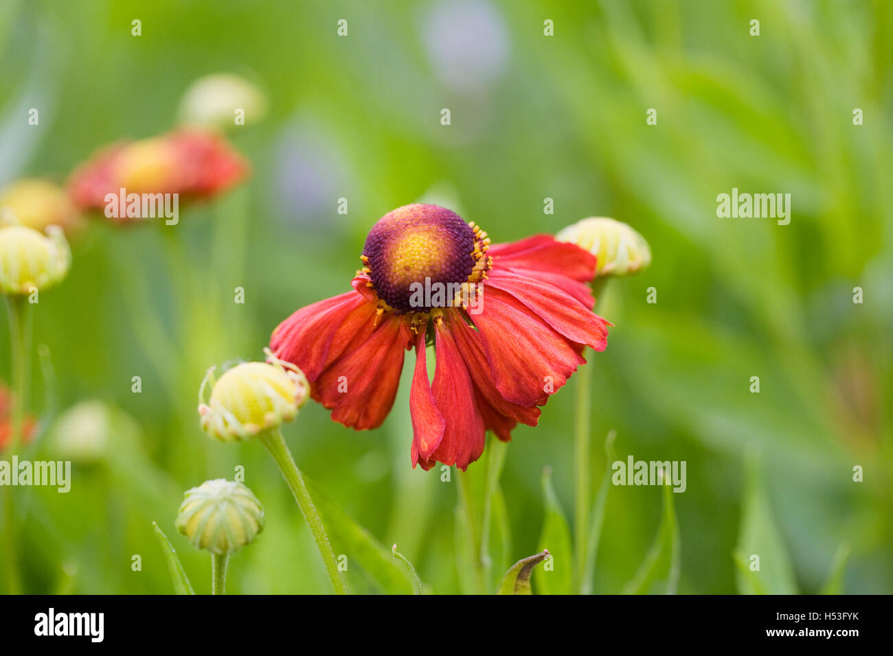 Helenium 'Moerheim bellezza'. Fiore Sneezeweed crescono in un confine erbacee. Foto Stock