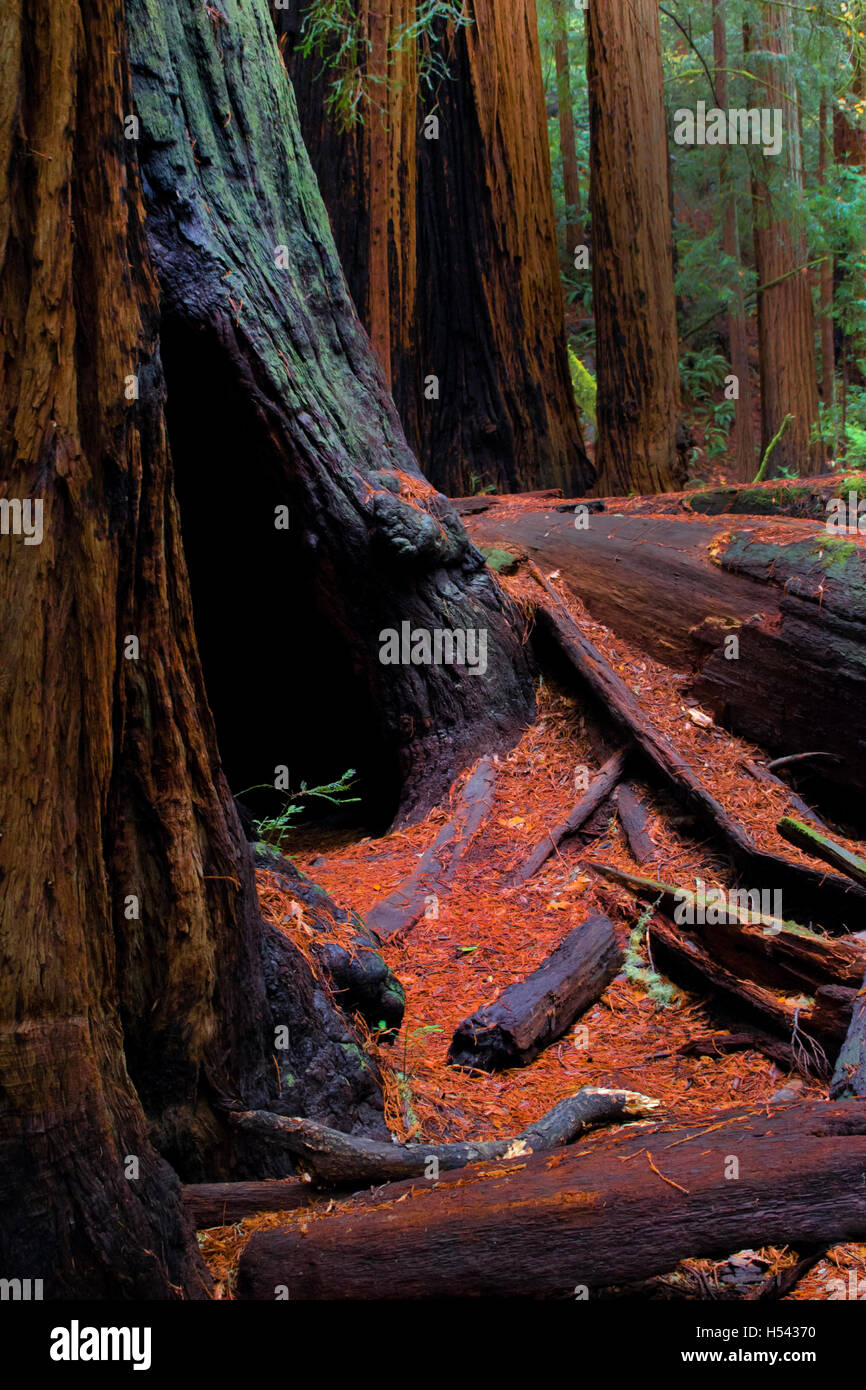 Redwood rigenerazione in Muir Woods Foto Stock